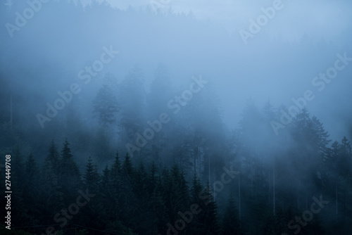 Schwarzwald  Nebel  Mystisch  Regen  Wald  Natur
