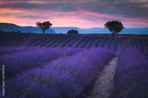Foto Lavender fields in Provence France ladnscape pretty hot summer