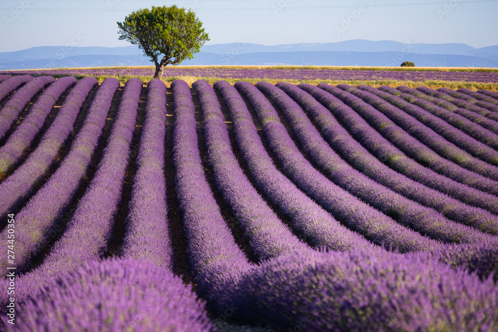 Lavender fields in Provence France ladnscape pretty hot summer - obrazy, fototapety, plakaty 
