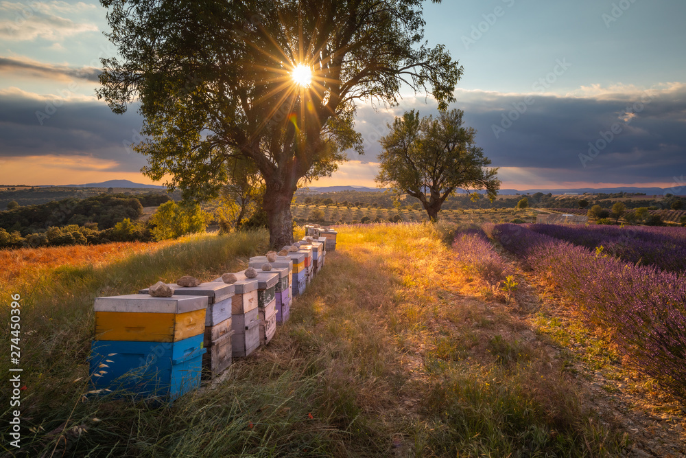 Lavender fields in Provence France ladnscape pretty hot summer - obrazy, fototapety, plakaty 