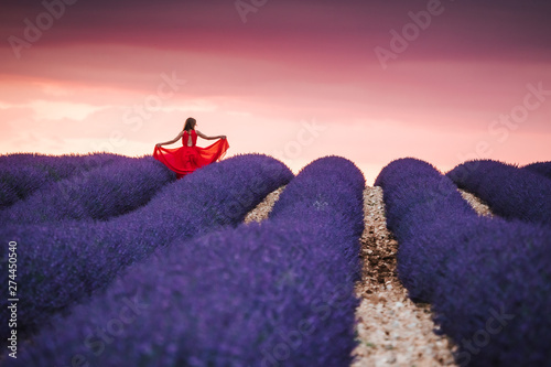 Fototapeta Naklejka Na Ścianę i Meble -  Lavender fields in Provence France ladnscape pretty hot summer