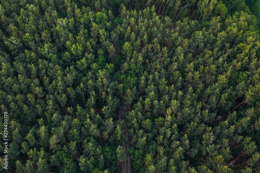 top down aerial photography of tree within a forest. 