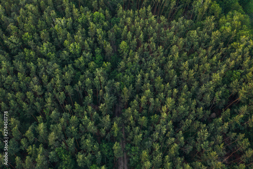 top down aerial photography of tree within a forest. 