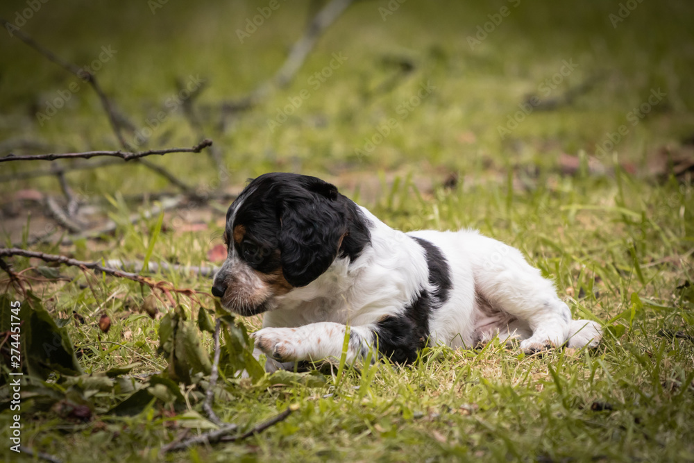 funny cute brittany spaniel puppy eating cherries and leaves funny cute brittany spaniel puppy eating cherries and leaves