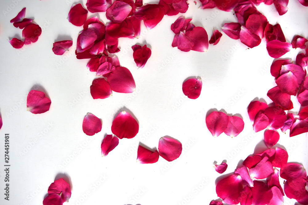 Pink rose petals on white background, background or texture for banners
