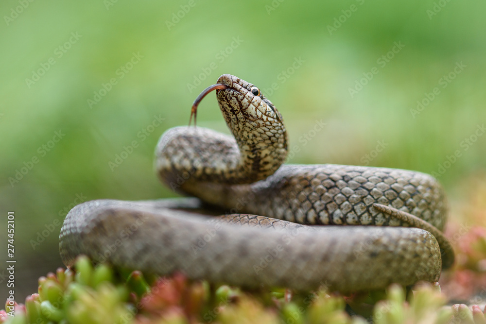 Fototapeta premium Smooth snake, coronella austiraca,