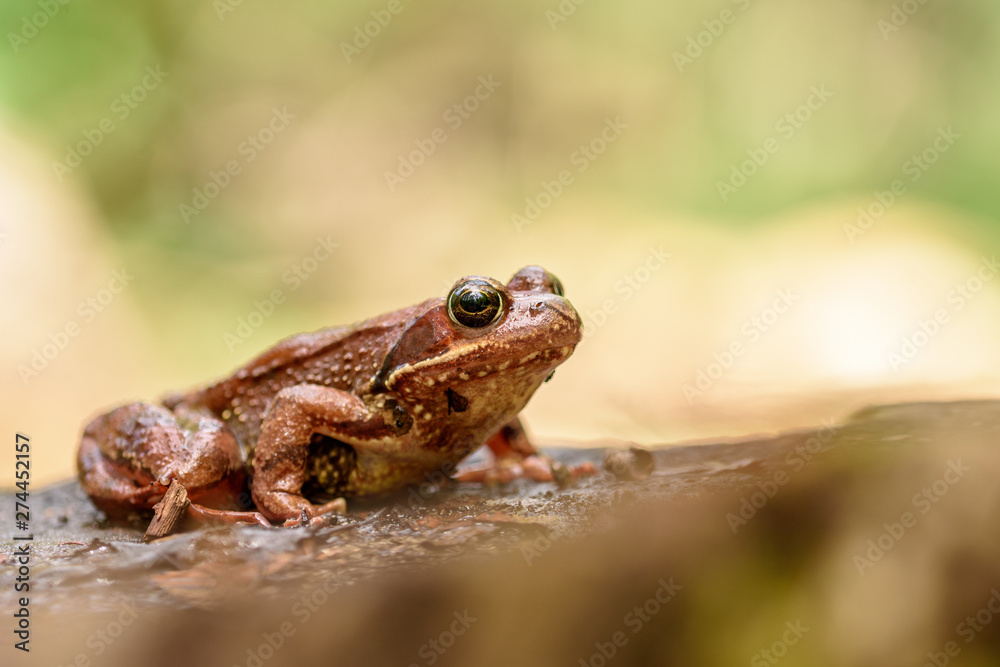 European common frog , Rana temporaria. European common frog , Rana temporaria.