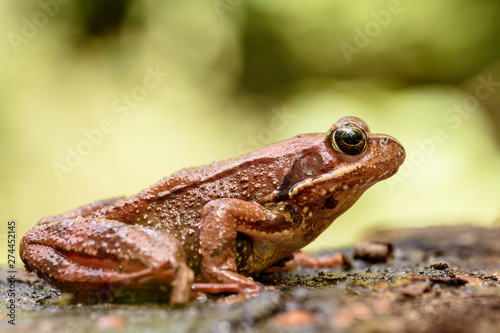 European common frog , Rana temporaria.