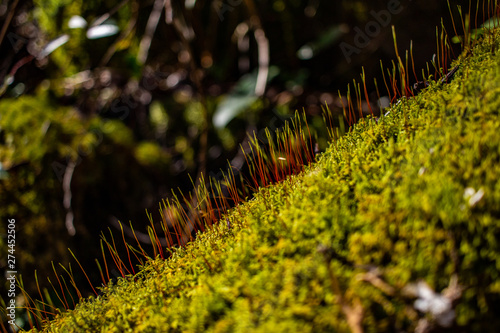 Moss