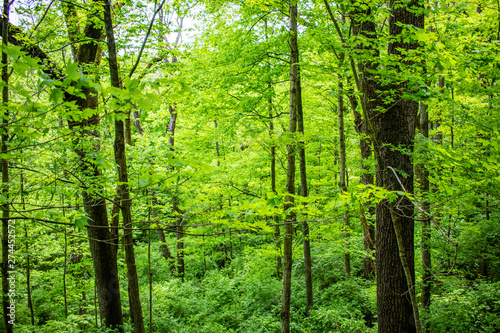 Trees Landscapes