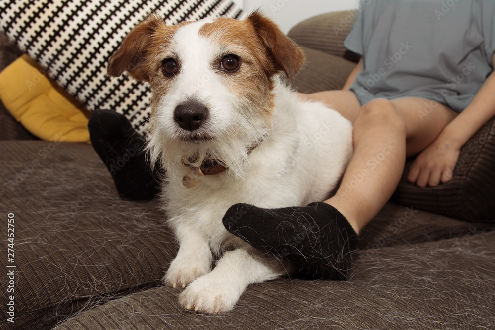 why do dogs like playing with socks