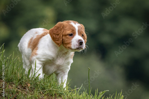 beautiful baby brittany spaniel portrait in green meadow outdoors, hunting position