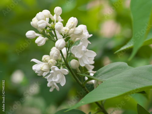 White lilac flowers with buds for a background  spring garden  syringe vulgaris