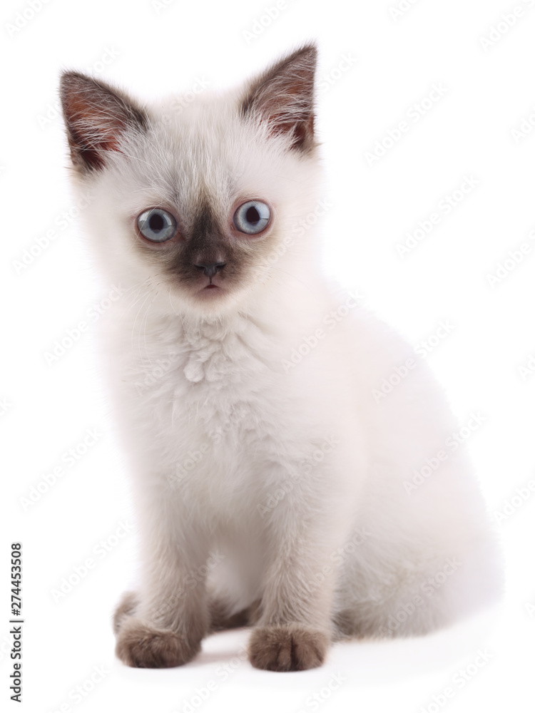 Siamese kitten isolated on white