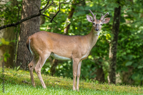 Deer posing for the camera in the forest