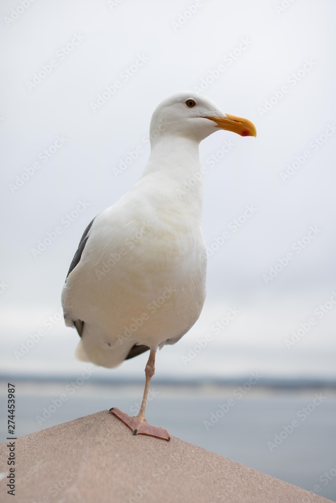 Fototapeta premium Seagull