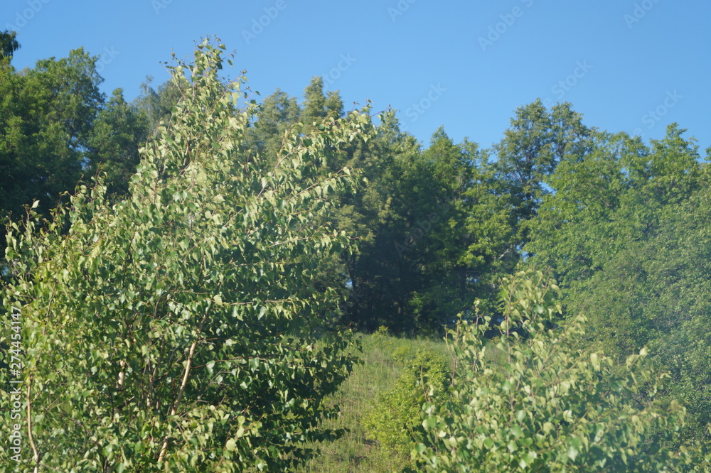 Fototapeta premium tree in the field