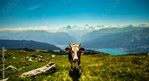Kuh in den Bergen