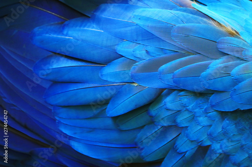 One macaw feather is blue in one color.