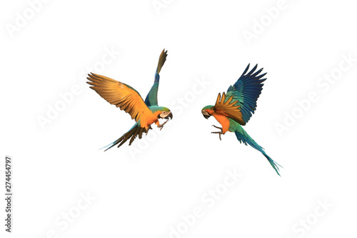 Flying of various macaw parrots, white background.