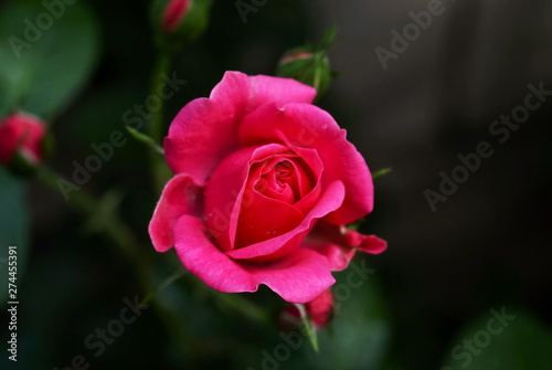 Pink roses in the flowers garden close up background