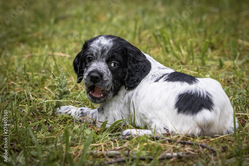 cute and curious black and white baby brittany spaniel dog puppy portrait lying in grass