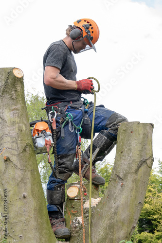Arborist or Tree Surgeon tying safety rope while up a tree.