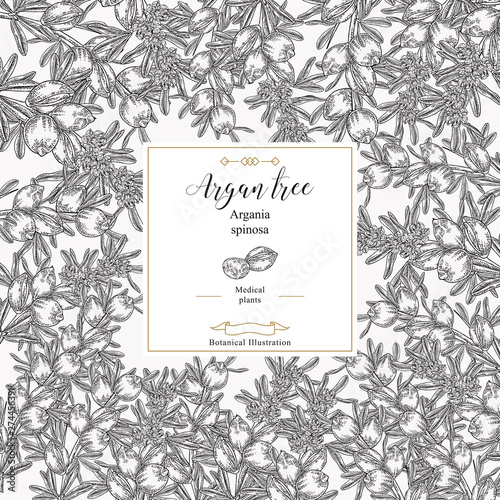 Argan tree, argania spinosa square background. Nuts, leaves and flowers. Medical and cosmetic plants. Vector illustration botanical.