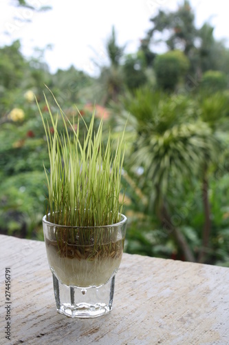 Bali grass in glass