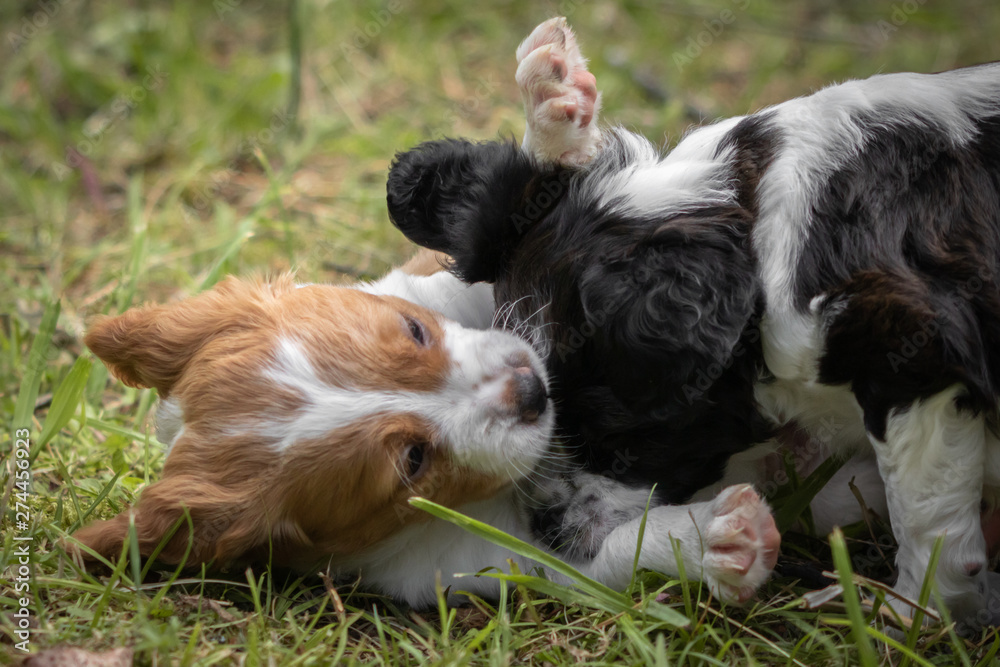 love at first sight - couple of happy baby dogs brittany spaniel playing around, smelling each other, cuddling, caressing