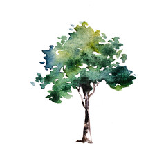 Green tree with leaves. Hand drawn watercolor painting,isolate on white background.Colorful splashing in the paper.It is wet texture with paint brushes stoke.Stylized summer tree. Eco design.