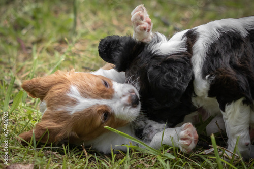 love at first sight - couple of happy baby dogs brittany spaniel playing around, smelling each other, cuddling, caressing