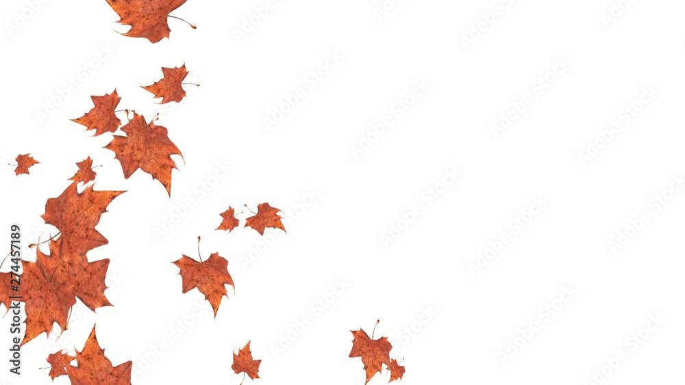 Falling autumn leaves on white background with space to insert your text. Autumn background concept