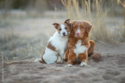 Fototapeta Naklejka Na Ścianę i Meble -  two dogs on the sand sunset. Nova Scotia Duck Tolling Retriever and a Jack Russell terrier on nature. travel with a pet.happy dogs