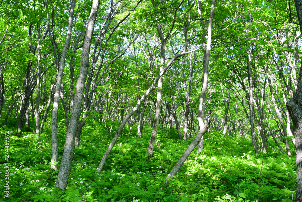 Naklejka premium Russia, Vladivostok. Deciduous forest on the island of Shkot in June