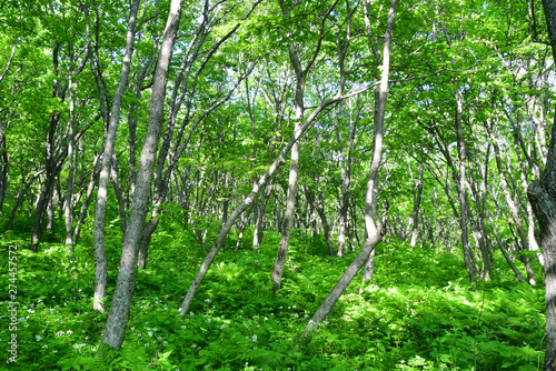 Russia, Vladivostok. Deciduous forest on the island of Shkot in June