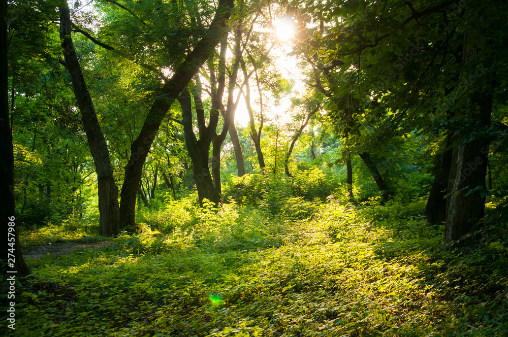 Green trees in the forest. The sun's rays make their way through the foliage. Thick trunks. Sunset