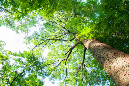 tall trees in the forest in summer. Green leaves and thick branches. Tree trunk covered with bark.