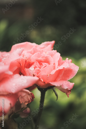 Fototapeta Naklejka Na Ścianę i Meble -  pink rose in garden