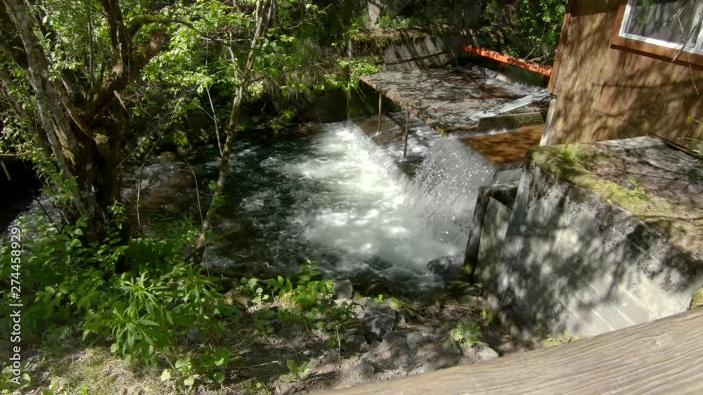 Vidéo Stock Wide angle view of Sockeye (Red) Salmon jumping up the