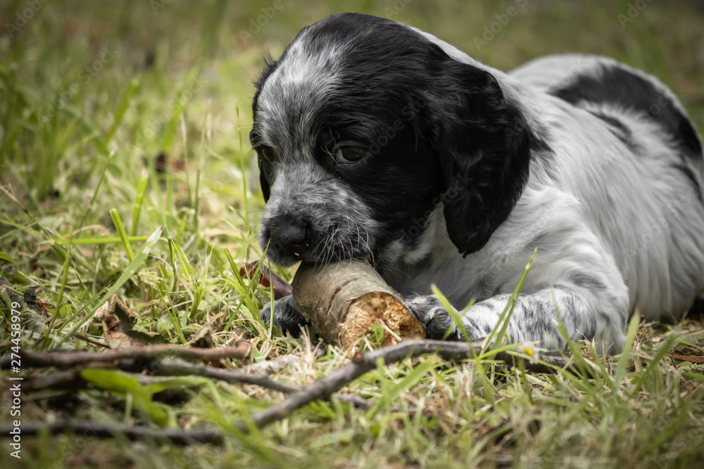 cute and curious black and white baby brittany spaniel dog puppy portrait, playing and biting branch cute and curious black and white baby brittany spaniel dog puppy portrait, playing and biting branch