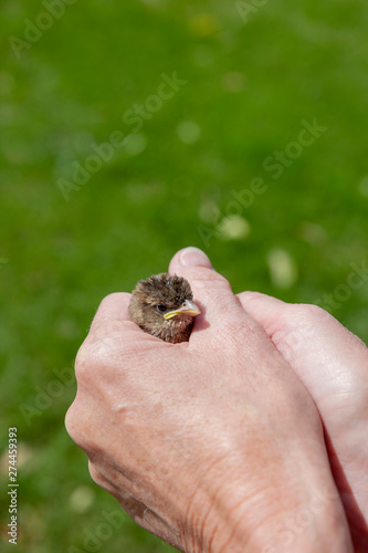 Spatz in der Hand