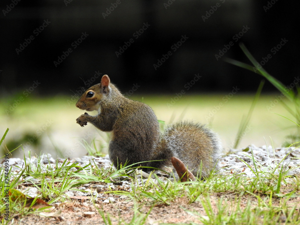 Obraz premium squirrel eating food