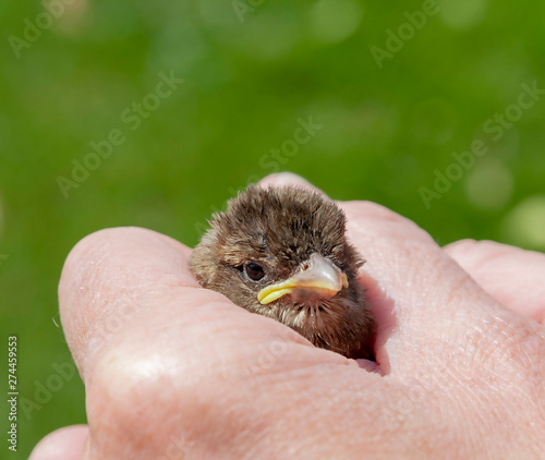 Spatz in der Hand