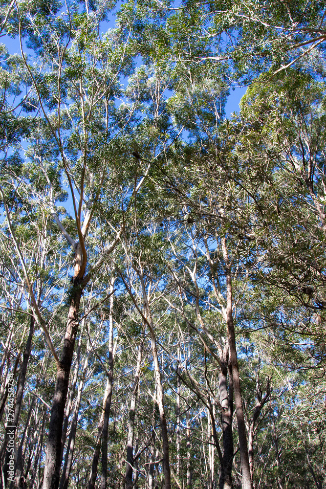 Fototapeta premium Beautiful eucalyptus forest in Australia