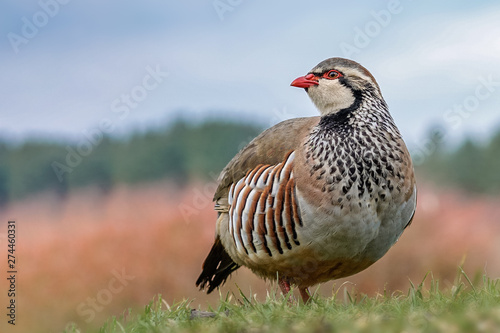 French partridge photo