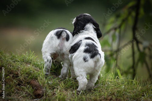 cute and curious couple of black and white baby brittany spaniel dogs puppy portrait, playing and exploring, back view