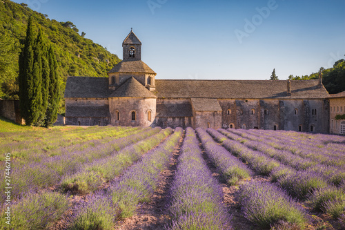 France Provence Lavender