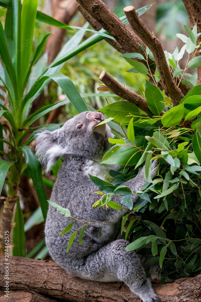 Obraz premium Koala on a branch of eucalyptus tree