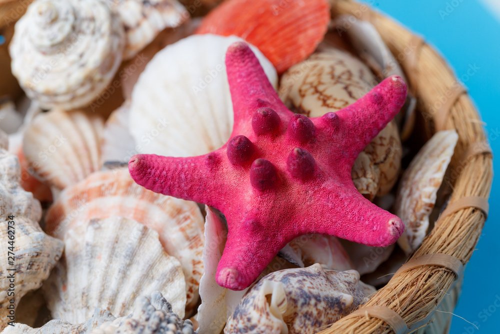 Exotic Starfish Ocean Conch Collection Wood Basket Exotic Starfish Ocean Conch Collection Wood Basket